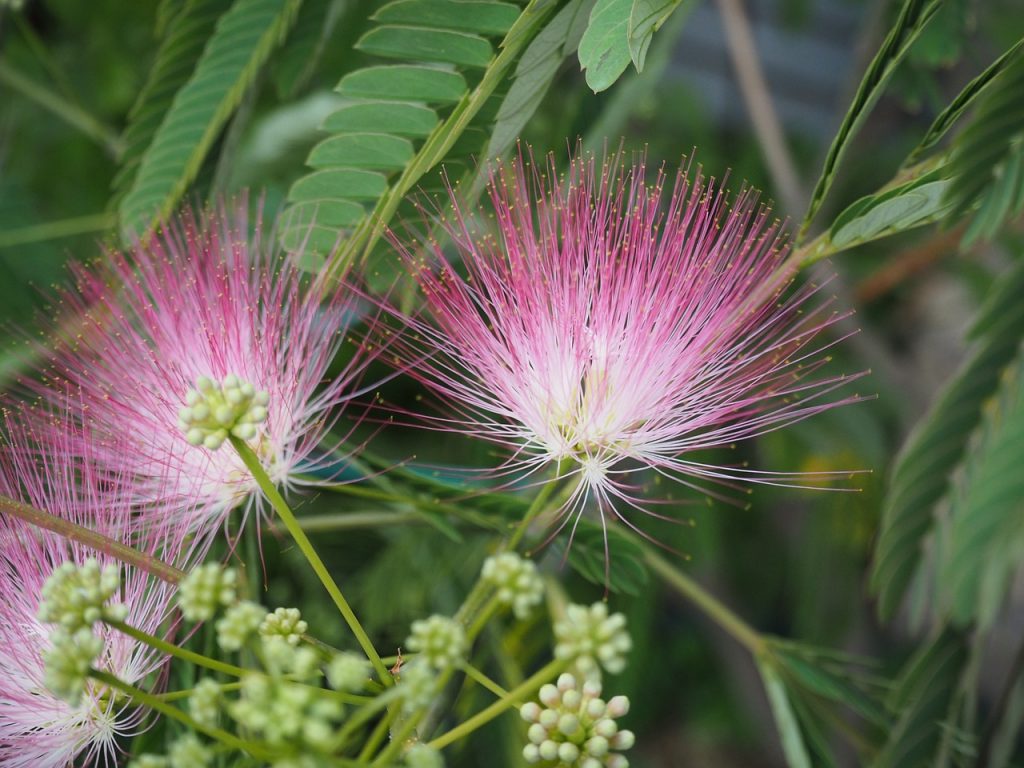 Herb of the Month - He Huan Hua - The Herbal Kind