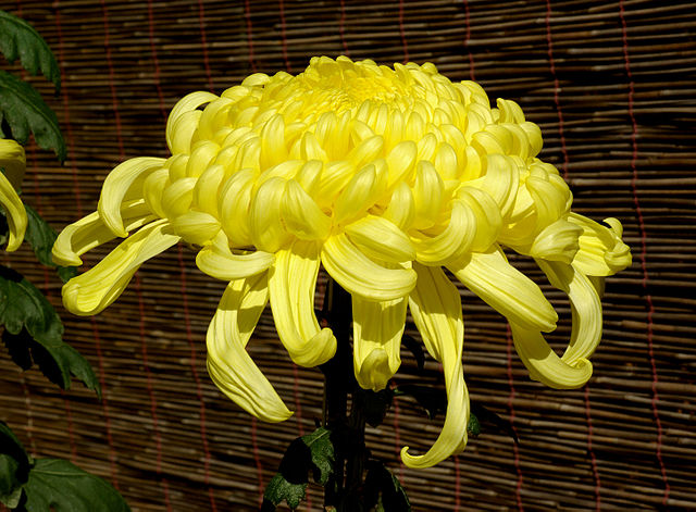 Chrysanthemum Morifolium JU HUA Plant in 2.5 Pot Tea Chrysanthemum